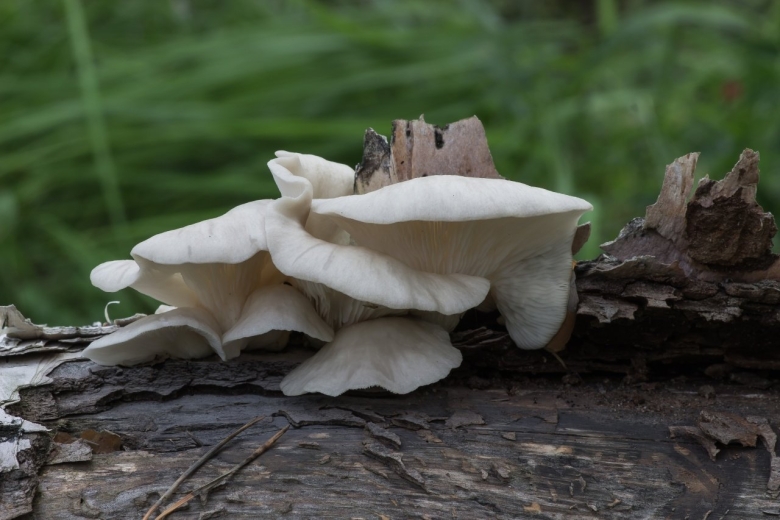 Вешенка рожковидная Pleurotus cornucopiae