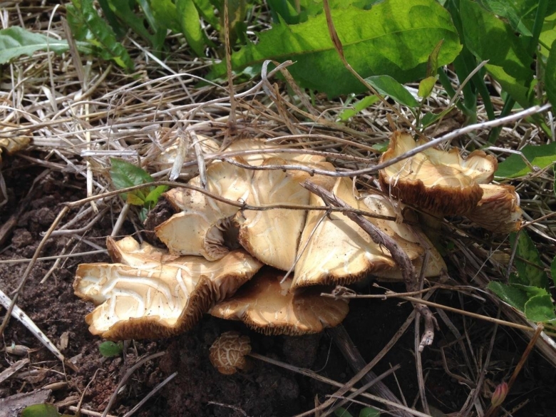 Полевик ранний фото