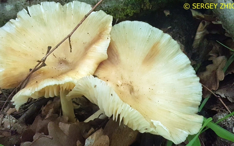 Мегаколлибия широкопластинчатая Megacollybia platyphylla