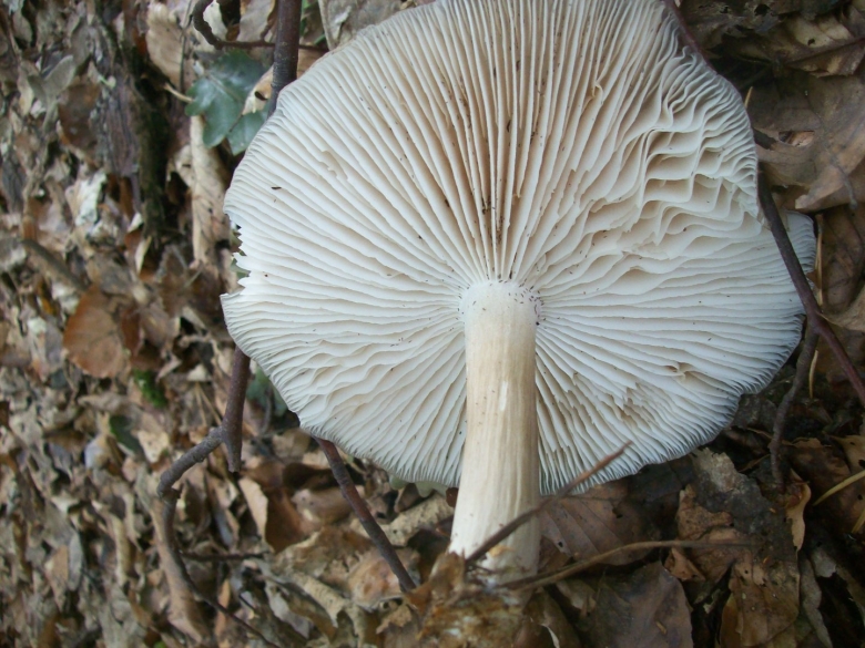 Грибы Коллибия широкопластинчатая