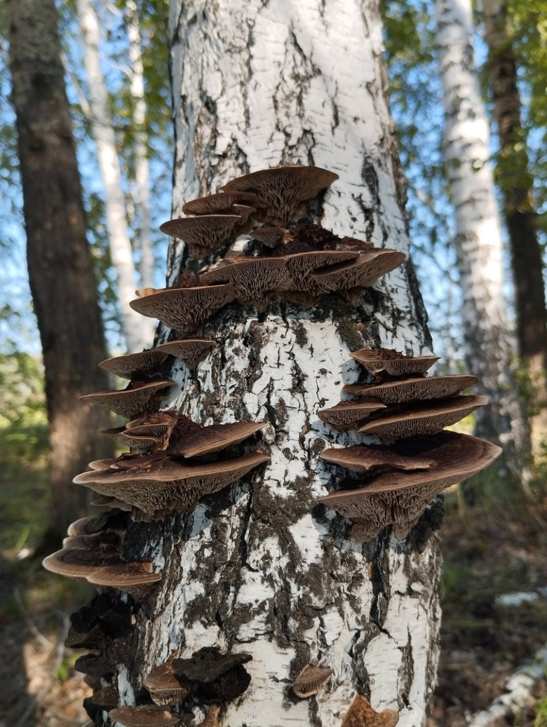 Гриб трутовик