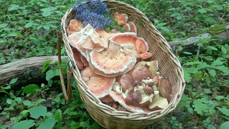 Берестянки грибы