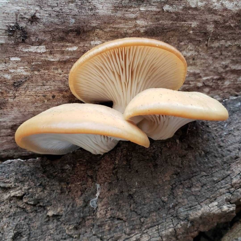 Вешенка обыкновенная (pleurotus ostreatus)