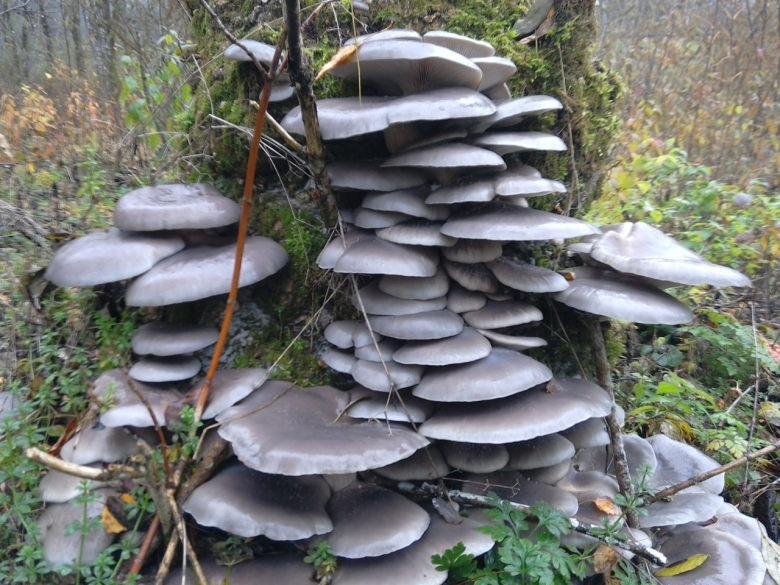 Берестянки грибы