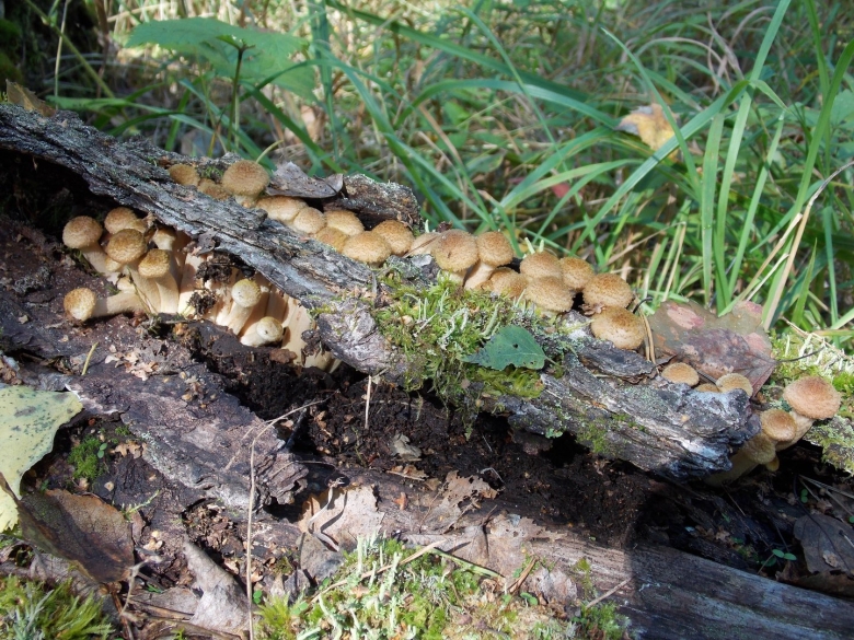 Тополиная дорожка гриб