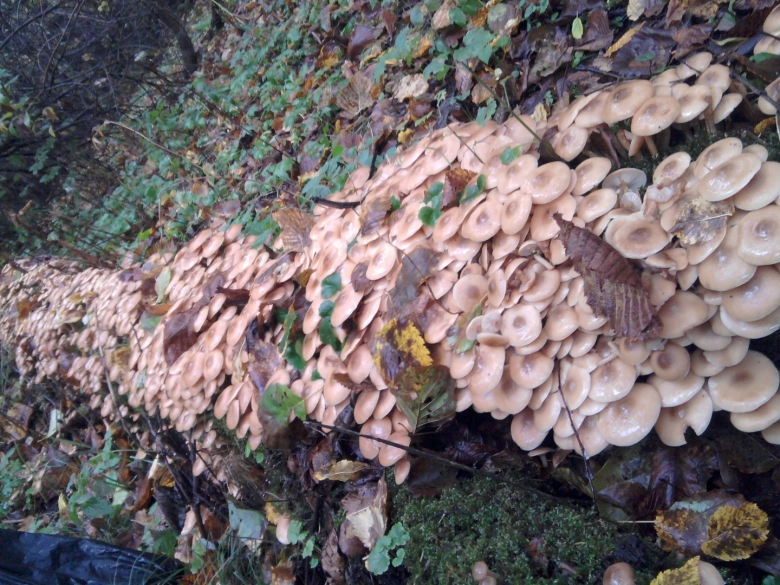 Чинарики грибы