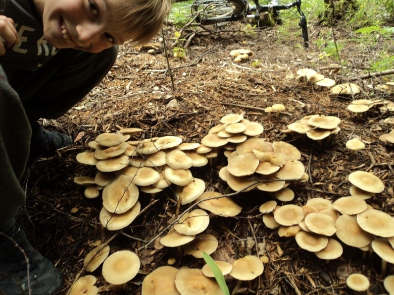 Агроцибе ранняя Agrocybe praecox