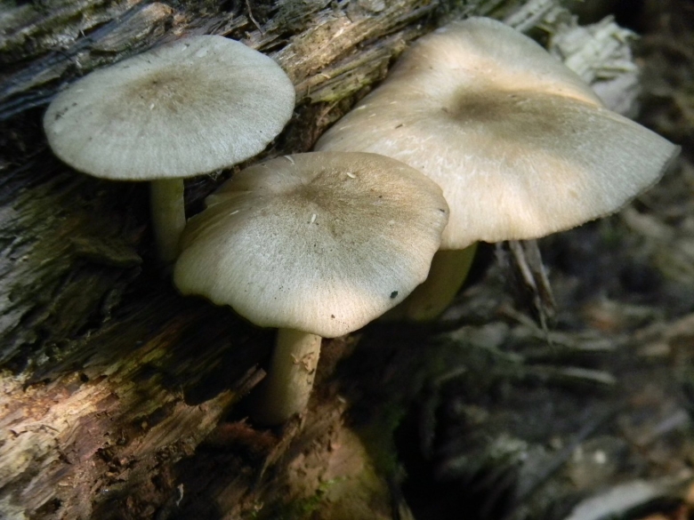 Млечник подорешник гриб