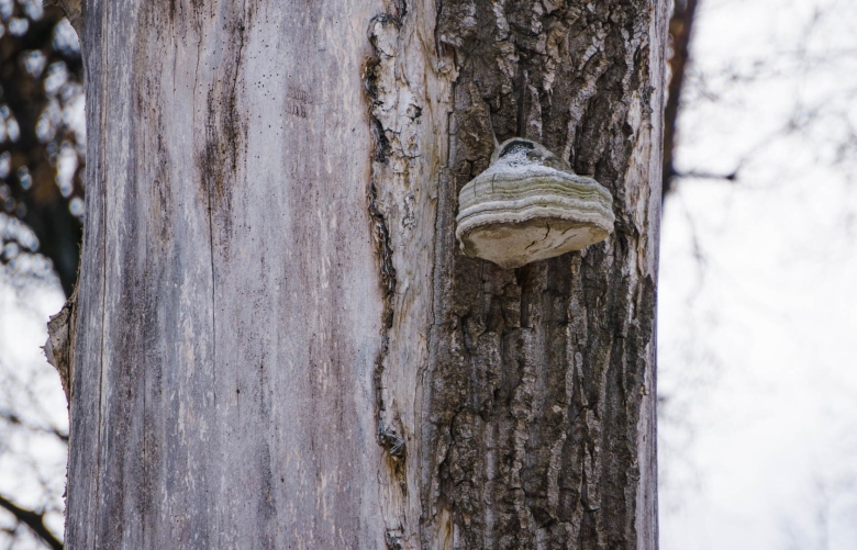 Трутовик на Березе