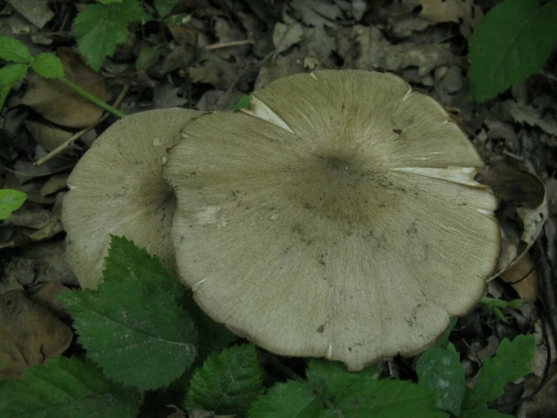 Мегаколлибия широкопластинчатая