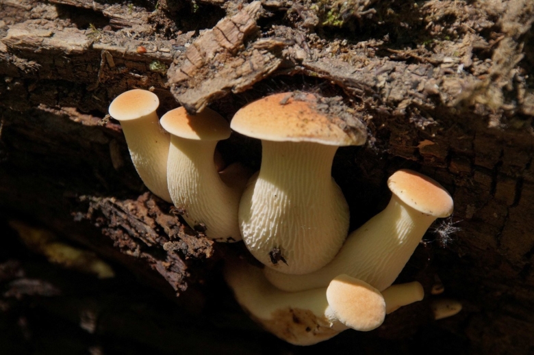 Грибы Забайкалья