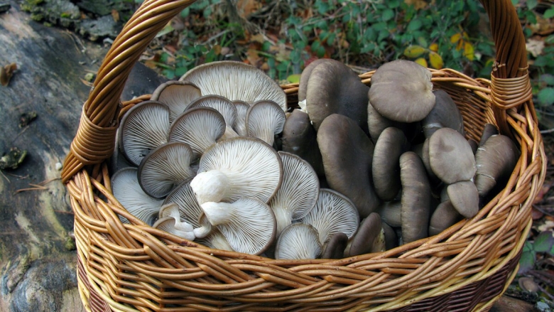 Вешенка говорушка гриб