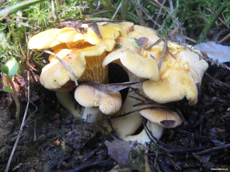 Лисички грибы Эстетика