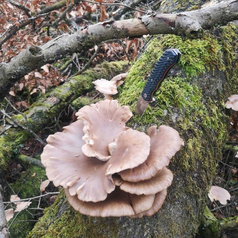 Вешенка рожковидная Лесная