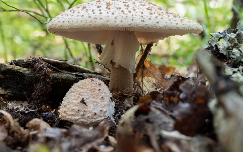 Мухомор серо-розовый amanita rubescens