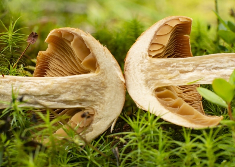 Паутинник браслетчатый