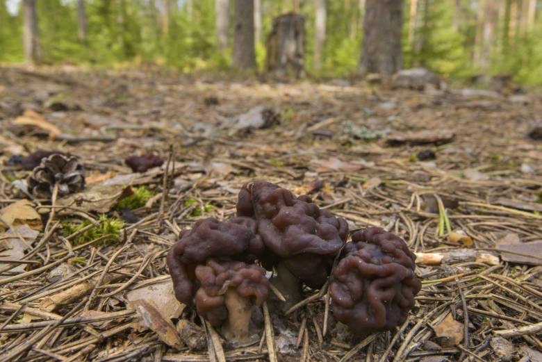 Гриб строчок обыкновенный