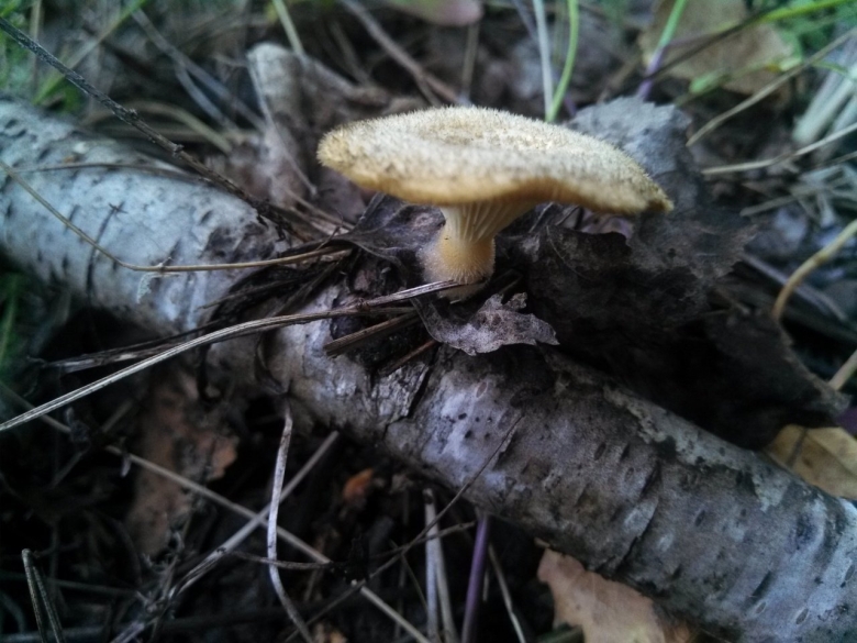 Панус грубый гриб