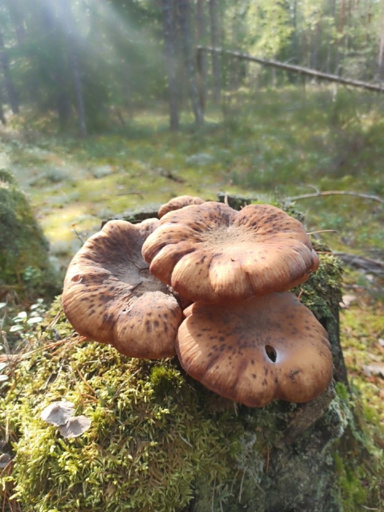 Берестянка гриб фото