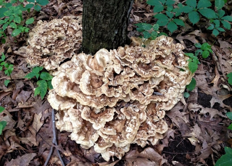 Грифола курчавая съедобные грибы