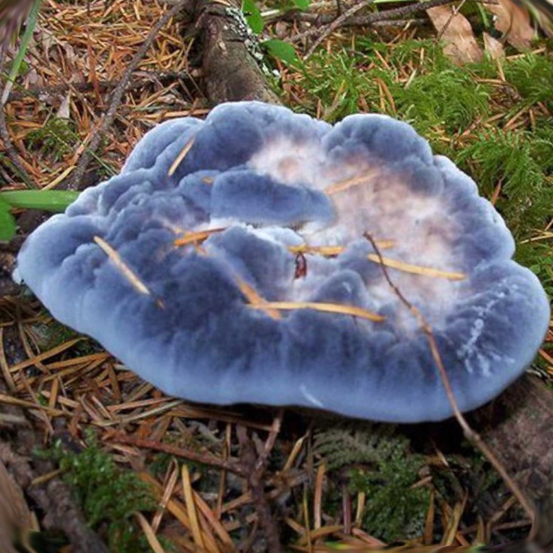 Hydnellum caeruleum