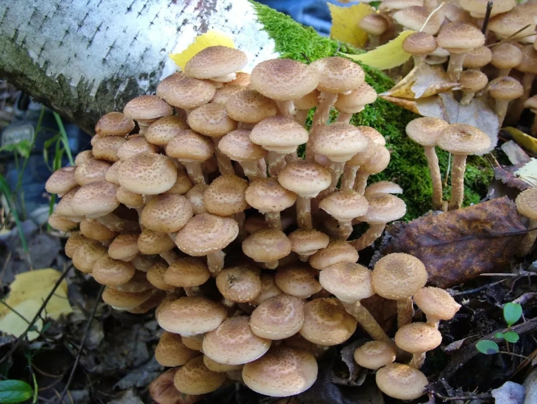 Лесные опята съедобные