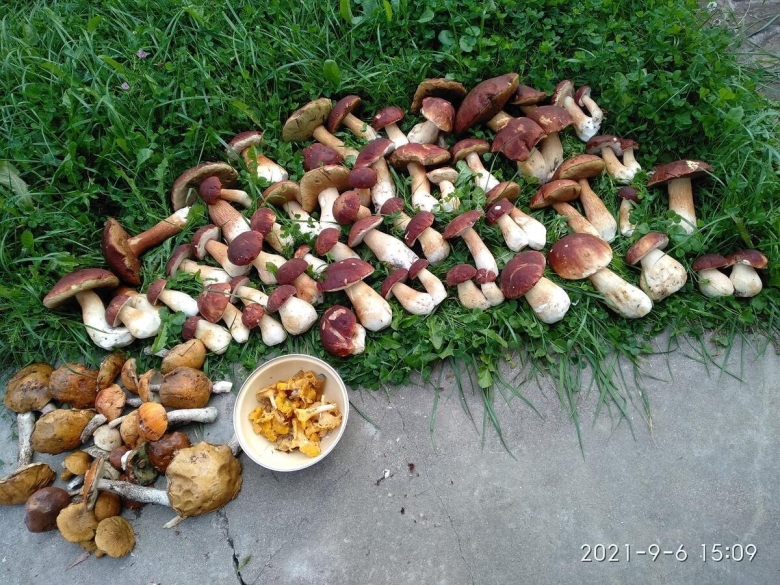 Берестянки грибы