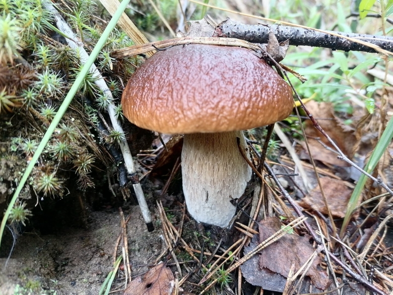 Боровик гриб