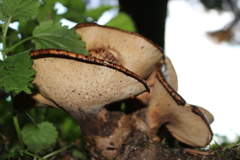 Чинарики грибы на Кавказе