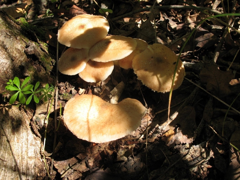 Приморский осенний опенок опёнок