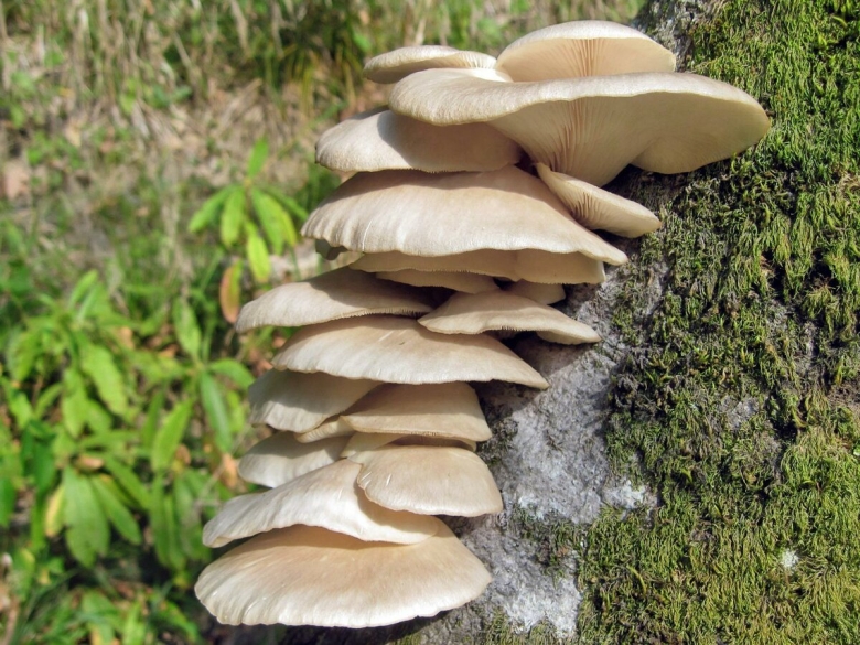 Вешенка рожковидная Pleurotus cornucopiae