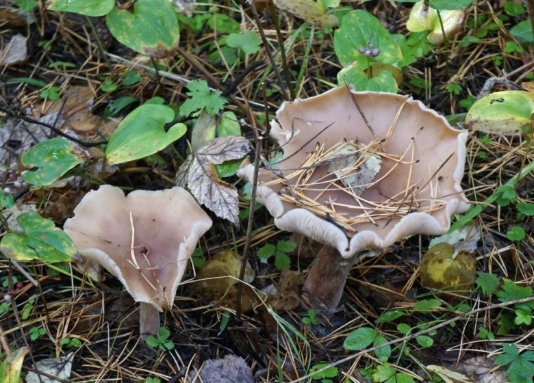 Подкопытник гриб