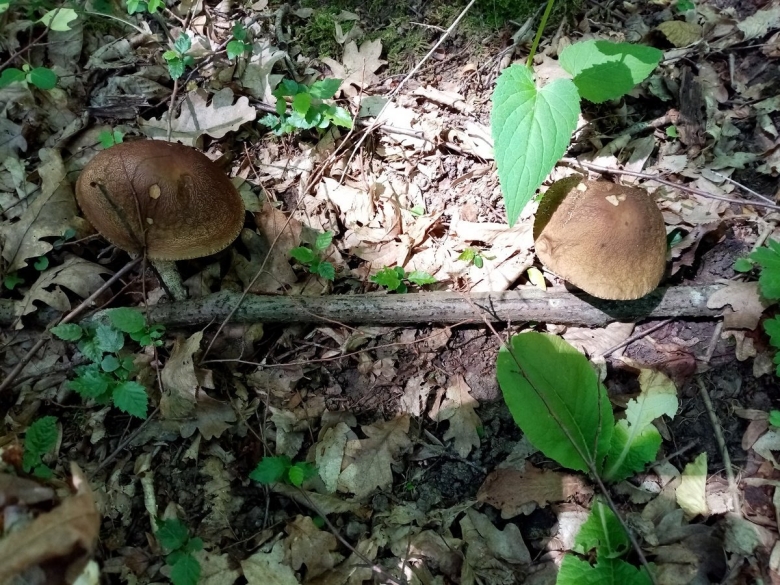 Обабок черный гриб