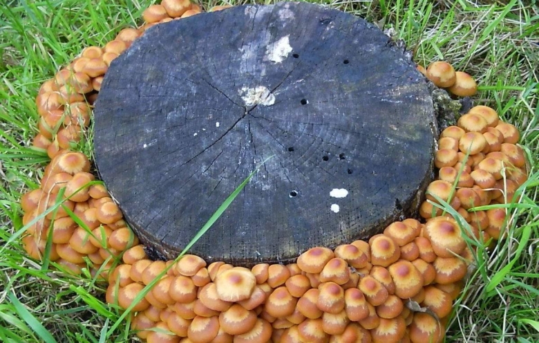 Грибы растущие на пеньках