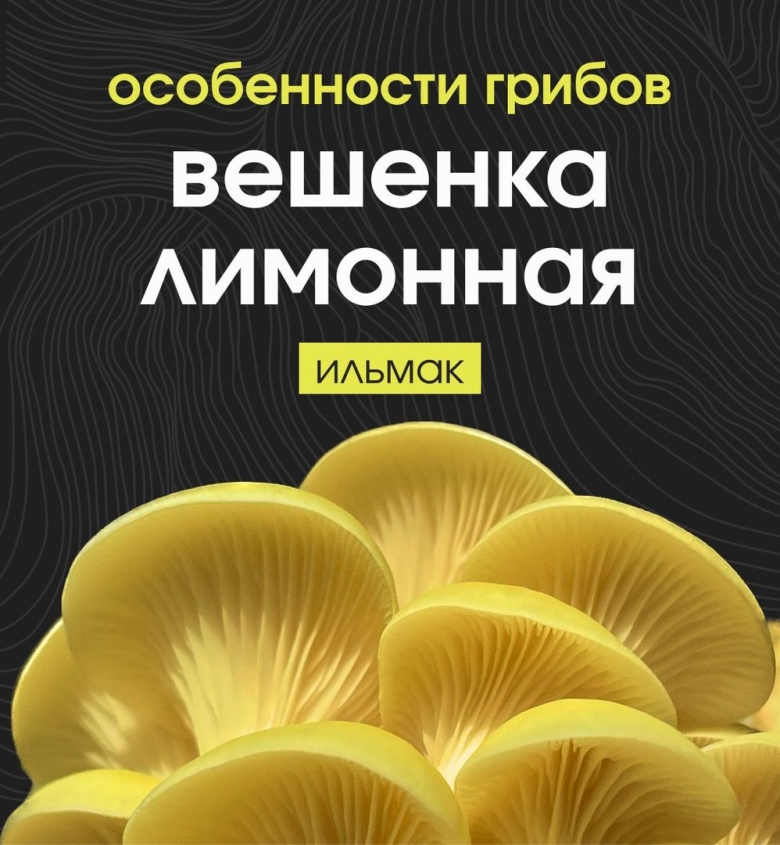 Вешенка лимонная