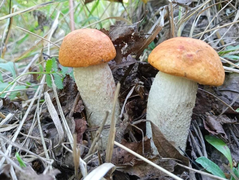 Грибы в Рязанской области