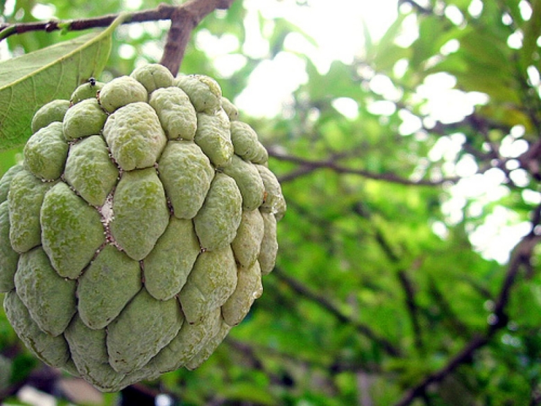 Аннона НОЙНА