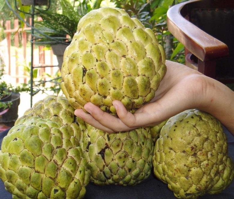 Джамбо джамбо фрукт