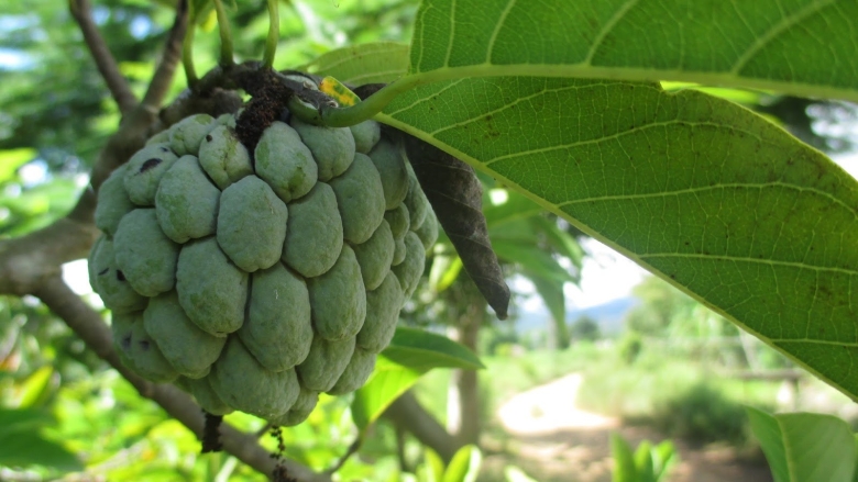 Сахарное яблоко черимойя