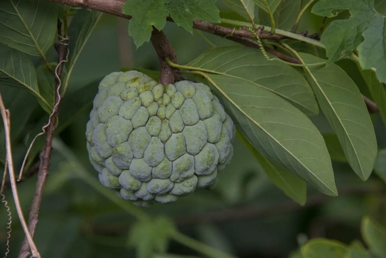 Эшта фрукт Египет