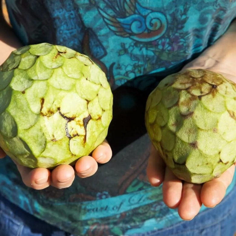 Аннона черимойя