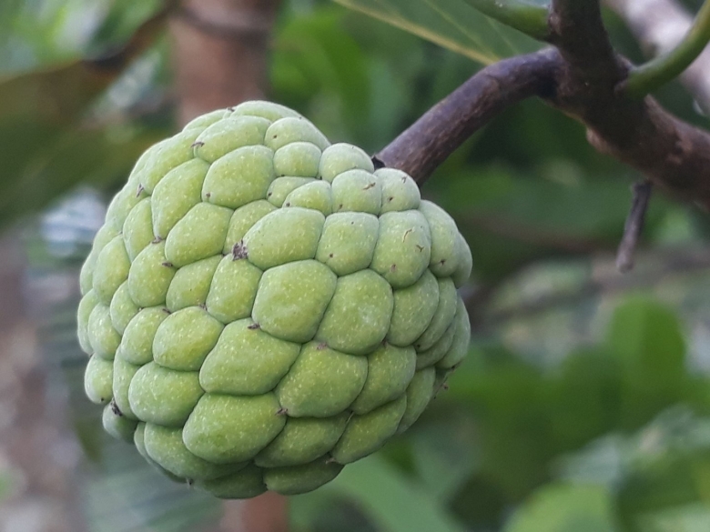 Сахарное яблоко черимойя