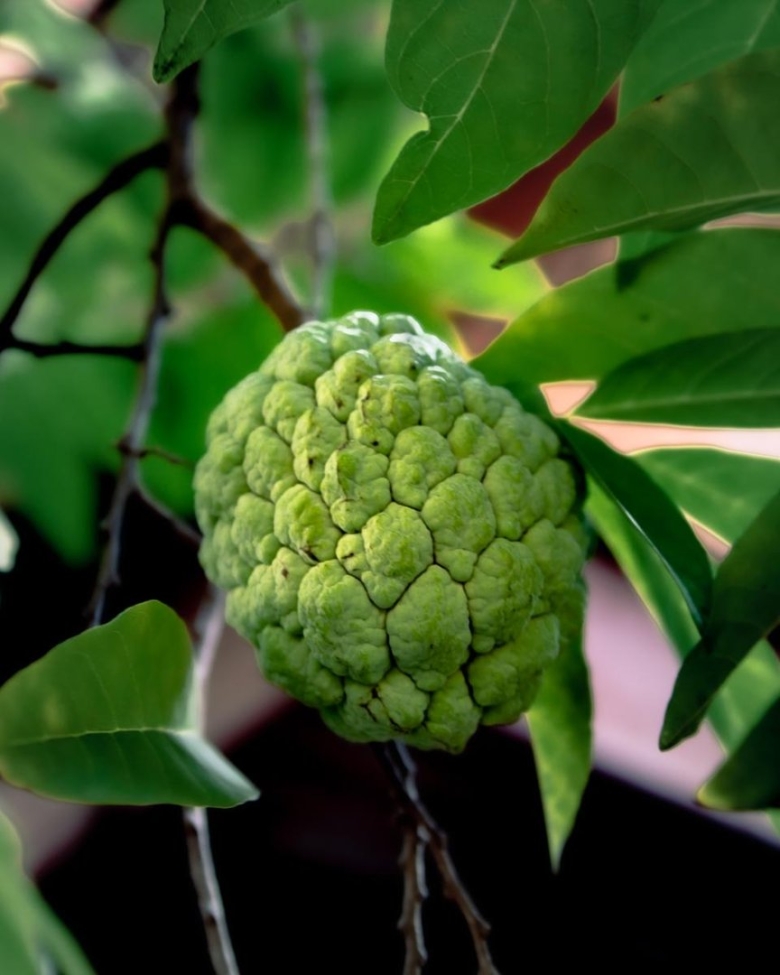 Рамбутан черимойя