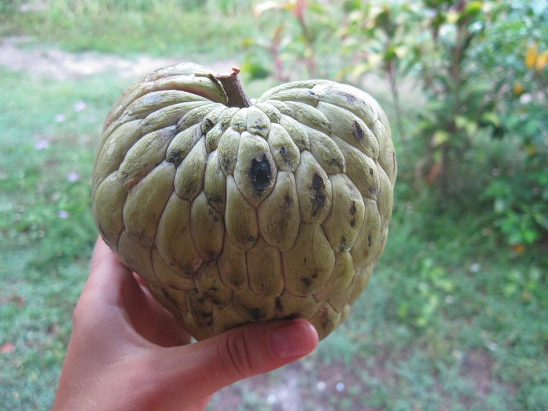 Аннона НОЙНА