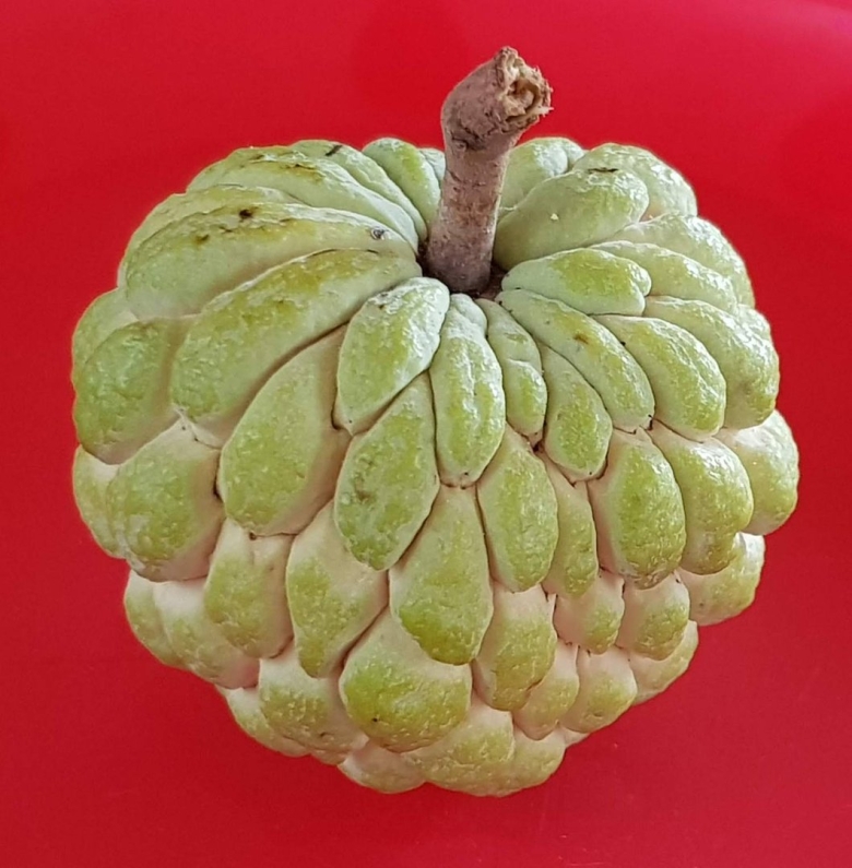 Сахарное яблоко черимойя
