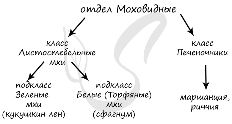 Мхи систематика и классификация
