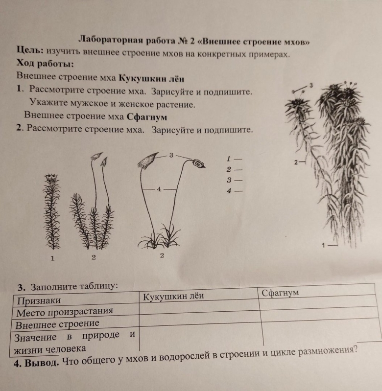 Лабораторная работа строение мха