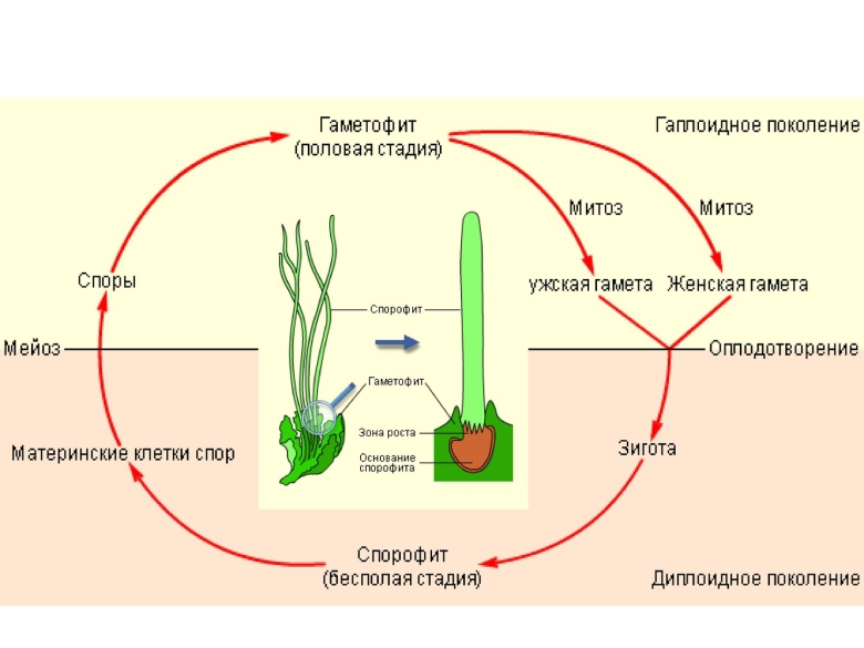 Жизненный цикл гаметофитов растений