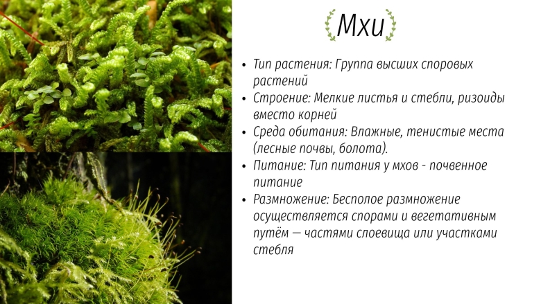 Высшие споровые растения мхи