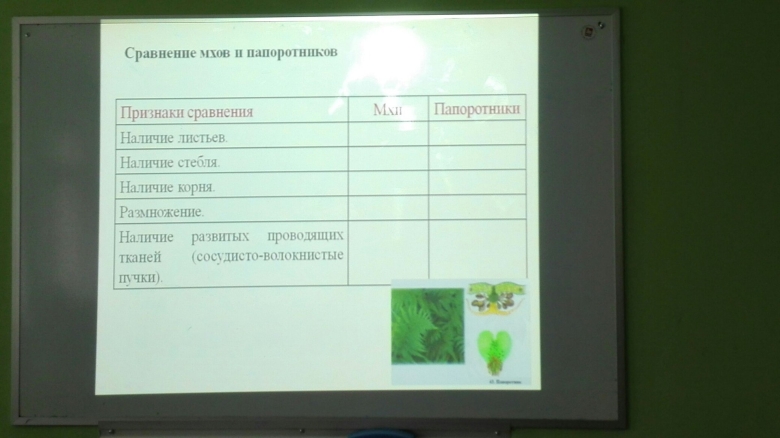 Сравнение мхов и папоротников таблица